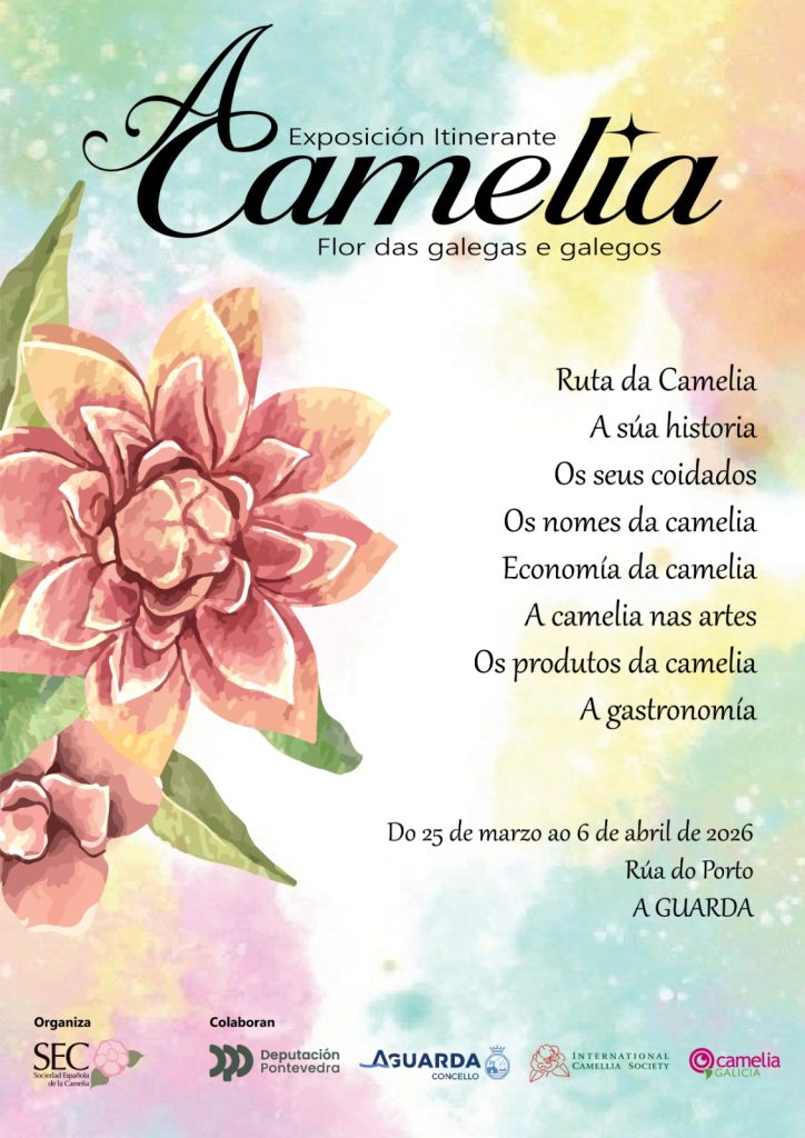 A exposición itinerante “A Camelia: flor das galegas e galegos” chega á Guarda